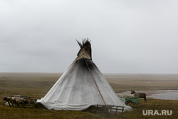 . YaNAO Tundra + early elections, chum